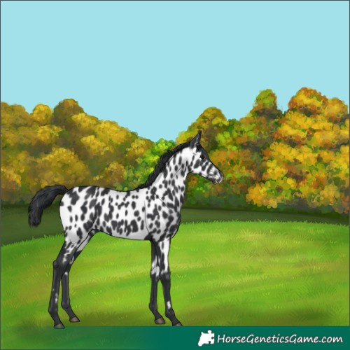 Horse Color:Black Near Leopard 
