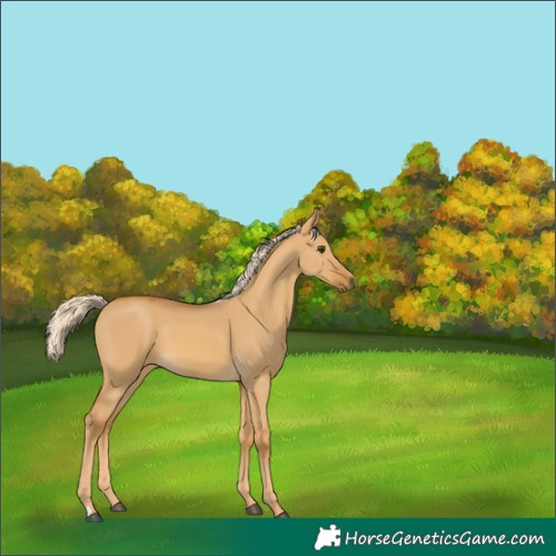 Horse Color:Palomino Dun
