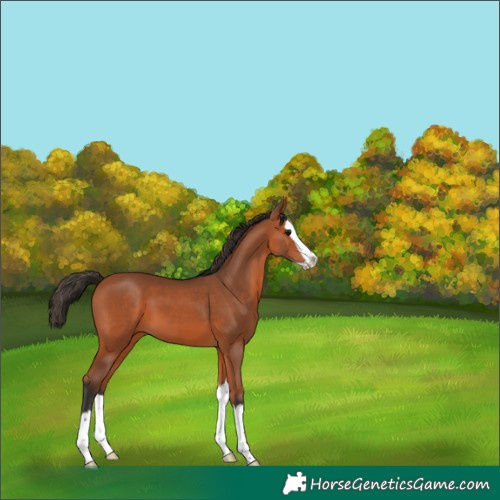 Horse Color:Bay Splash 