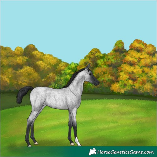 Horse Color:Blue Roan