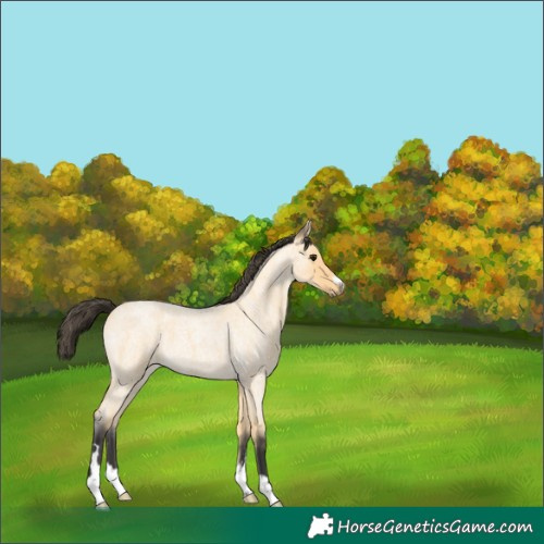 Horse Color:Buckskin Roan