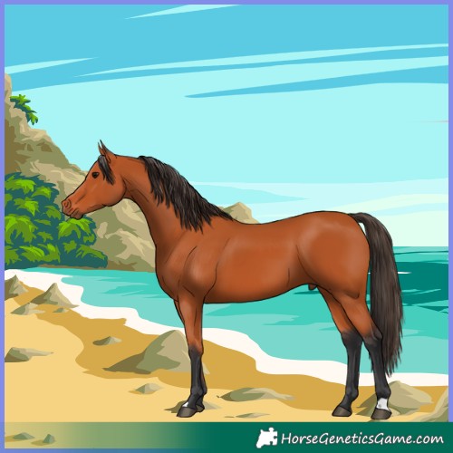 Horse Color:Bay 