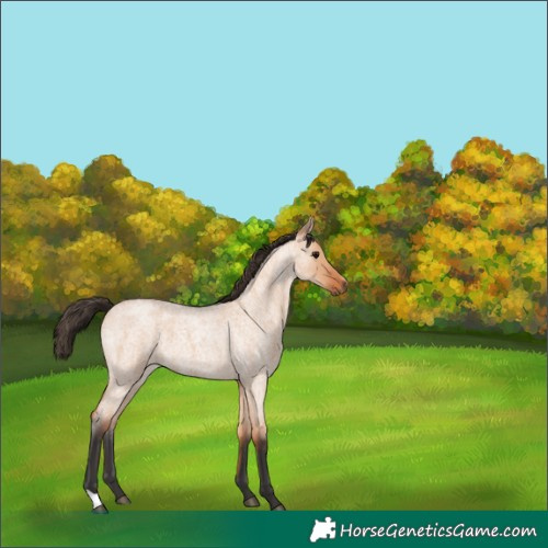 Horse Color:Bay Roan Dun 