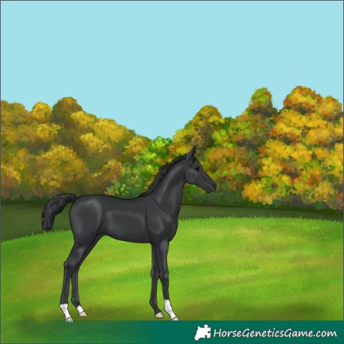 Horse Color:Black 