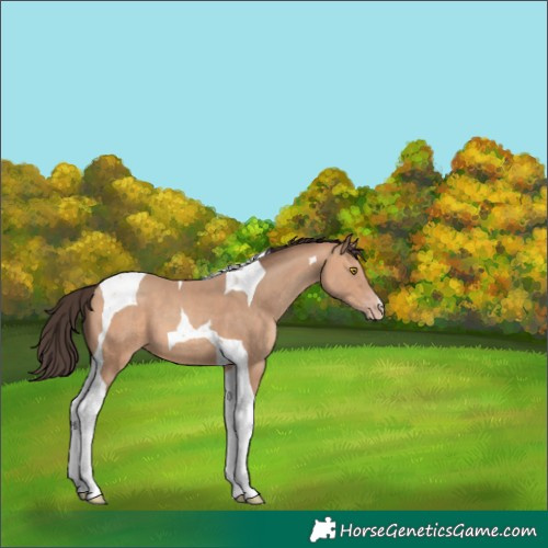 Horse Color:Amber Champagne Tobiano