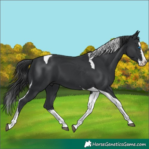 Horse Color:Black Splash Tobiano