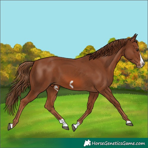 Horse Color:Chestnut Splash Frame