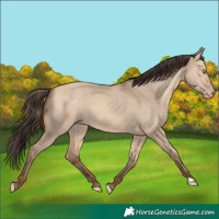 Horse Color:Amber Champagne Dun 