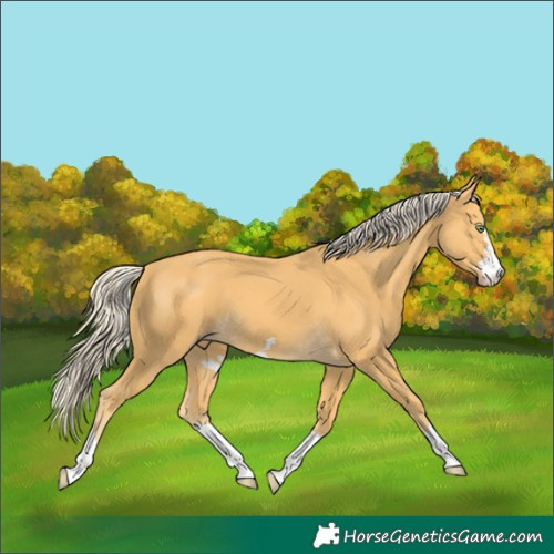 Horse Color:Gold Cream Champagne