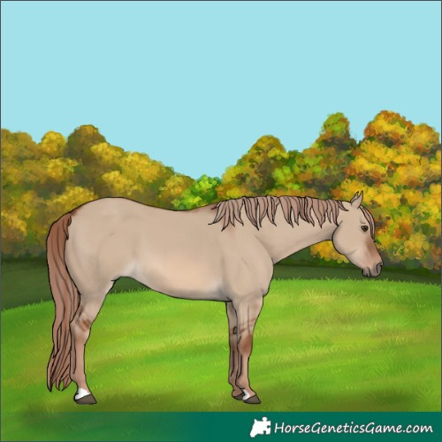 Horse Color:Red Dun 