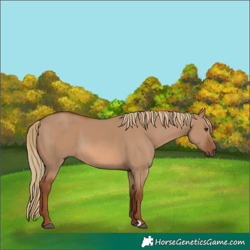 Horse Color:Red Dun 