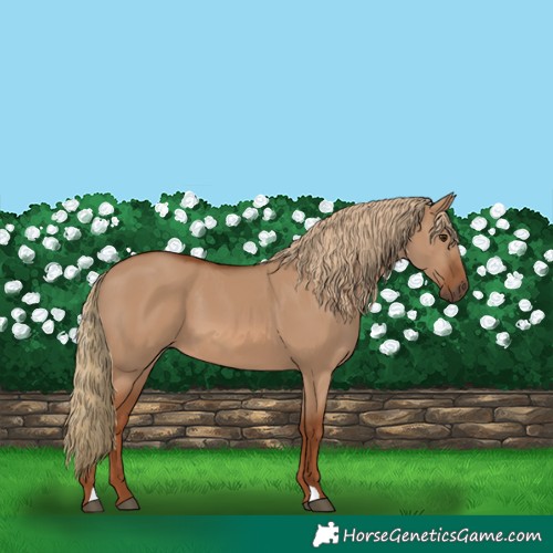 Horse Color:Red Dun 
