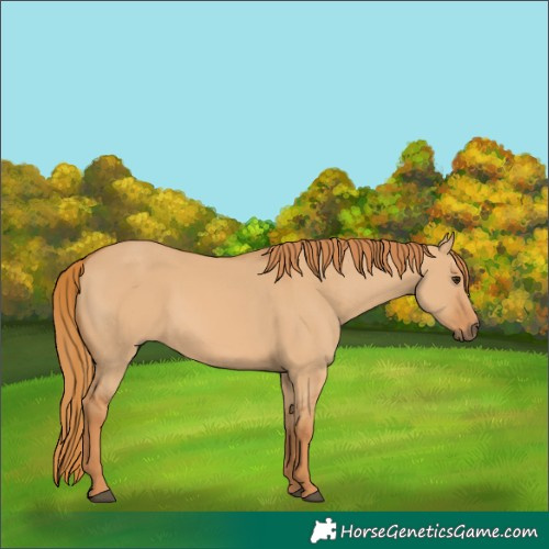 Horse Color:Red Dun