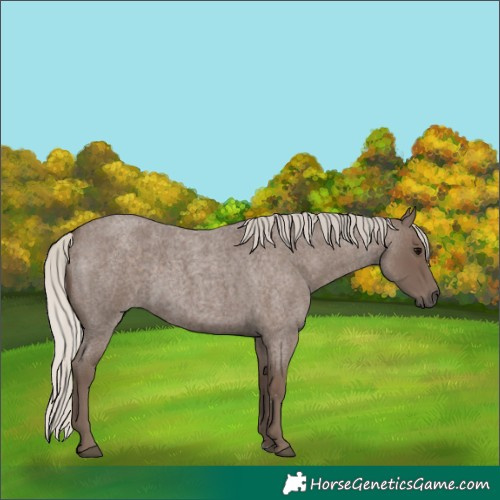 Horse Color:Silver Blue Roan 