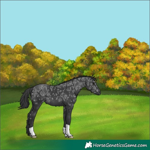 Horse Color:Black Ice