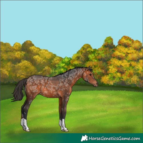Horse Color:Bay Ice 