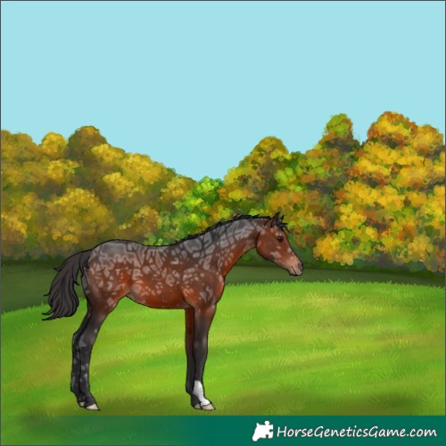 Horse Color:Brown Ice