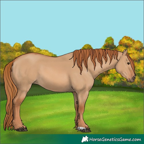 Horse Color:Red Dun