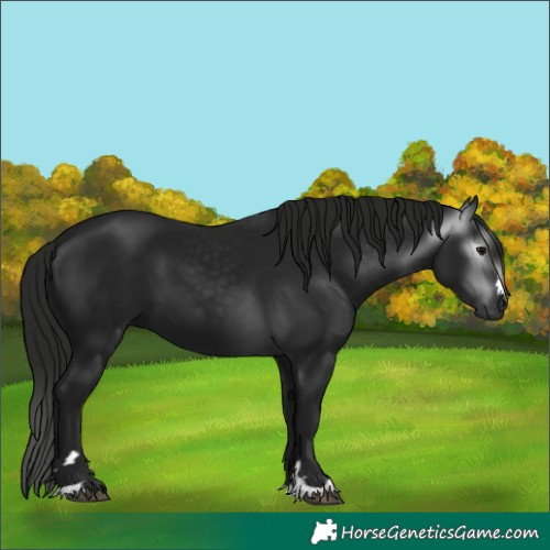 Horse Color:Gray Black 