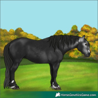 Horse Color:Gray Black 