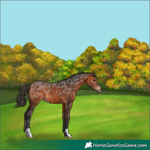 Horse Color:Bay Ice 