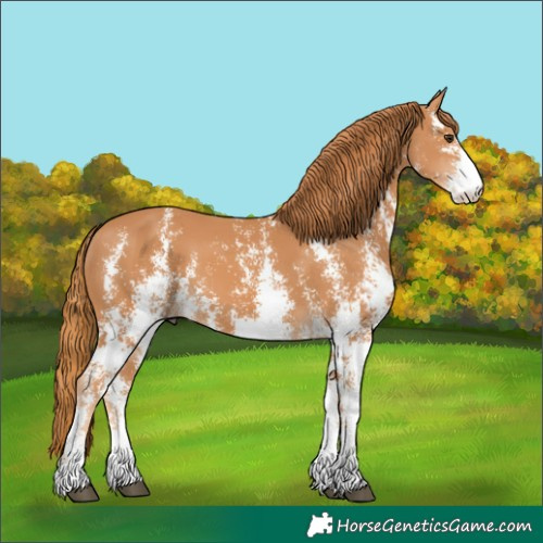 Horse Color:Chestnut Sabino 