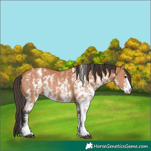 Horse Color:Bay Sabino