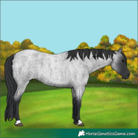 Horse Color:Blue Roan