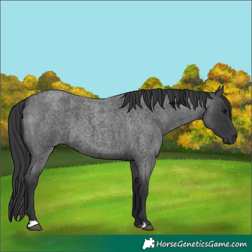 Horse Color:Blue Roan 