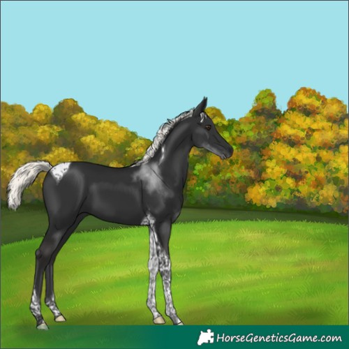 Horse Color:Liver Chestnut Mushroom Tobiano 