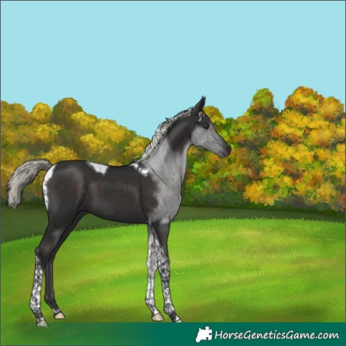 Horse Color:Liver Chestnut Mushroom Tobiano 