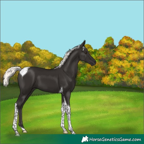 Horse Color:Liver Chestnut Mushroom Tobiano 