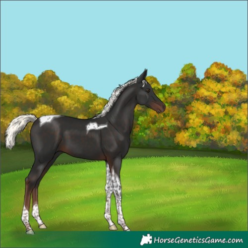 Horse Color:Liver Chestnut Mushroom Tobiano 