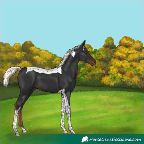 Horse Color:Liver Chestnut Mushroom Tobiano 