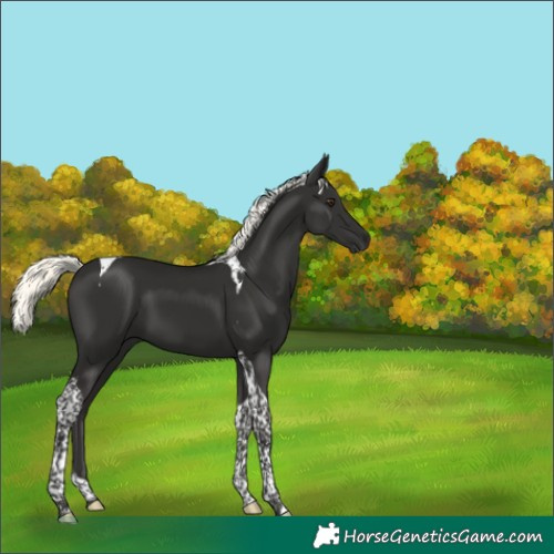 Horse Color:Liver Chestnut Mushroom Tobiano 