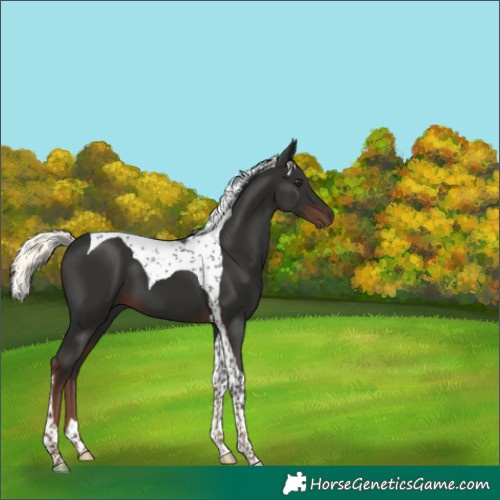 Horse Color:Liver Chestnut Mushroom Tobiano 
