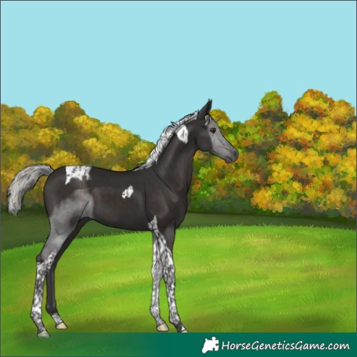 Horse Color:Liver Chestnut Mushroom Tobiano 