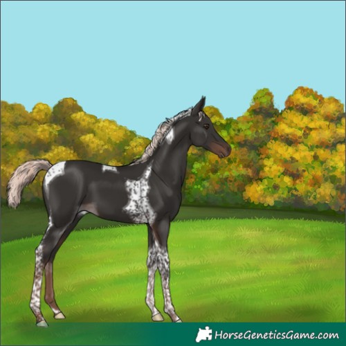 Horse Color:Liver Chestnut Mushroom Tobiano 