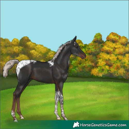 Horse Color:Liver Chestnut Mushroom Tobiano 