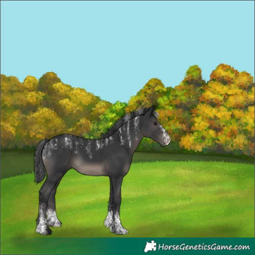 Horse Color:Powder White Black 