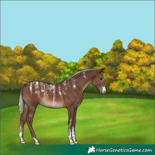 Horse Color:Powder White Silver Black 