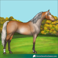 Horse Color:Gray Silver Buckskin 