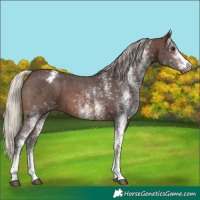 Horse Color:Gray White Spotted Silver Brown Varnish
