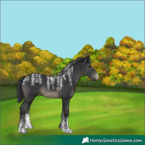 Horse Color:Powder White Black 