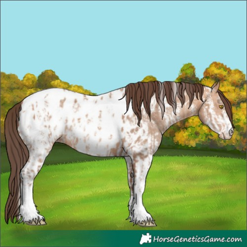 Horse Color:Amber Champagne Sabino Tobiano Appaloosa  and Amber Champagne Sabino Tobiano Appaloosa 