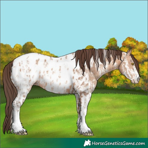 Horse Color:Amber Champagne Sabino Tobiano Appaloosa  and Amber Champagne Sabino Tobiano Appaloosa 