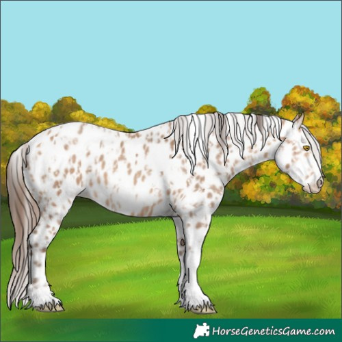 Horse Color:Amber Champagne Sabino Tobiano Appaloosa  and Amber Champagne Sabino Tobiano Frame Appaloosa 