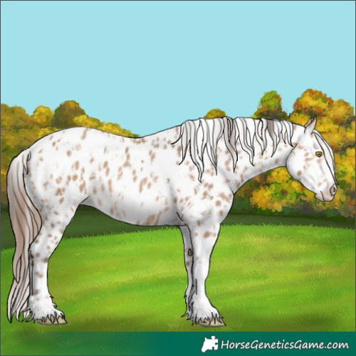 Horse Color:Amber Champagne Sabino Tobiano Leopard  and Amber Champagne Sabino Tobiano Frame Leopard 