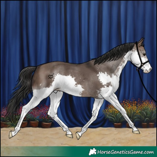 Horse Color:Brown Dun Splash 
