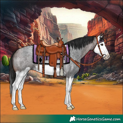 Horse Color:Brown Roan Splash 